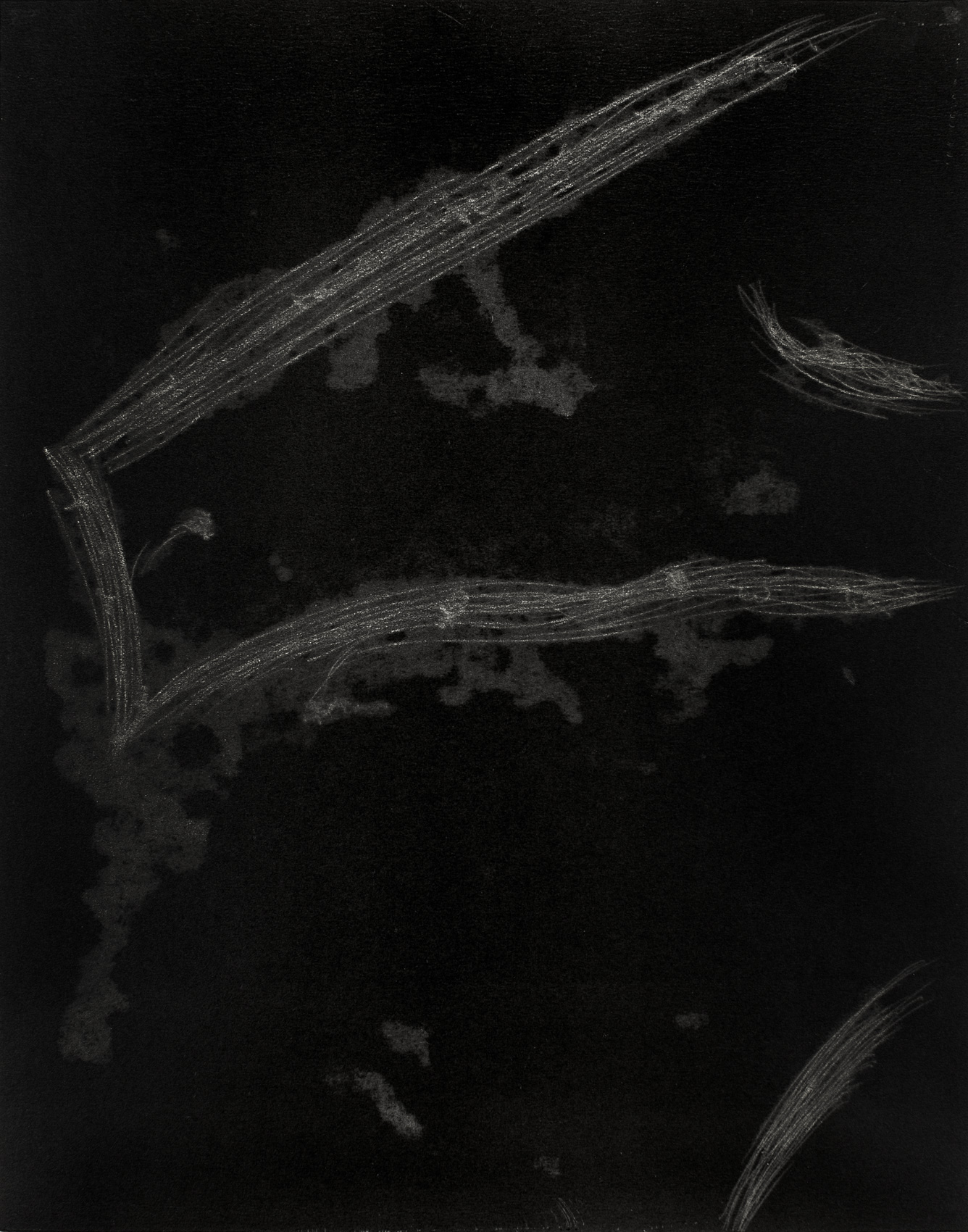 12-_RHIZOME-_--Estampe-_-Monotype-_Pascal-Demeester-