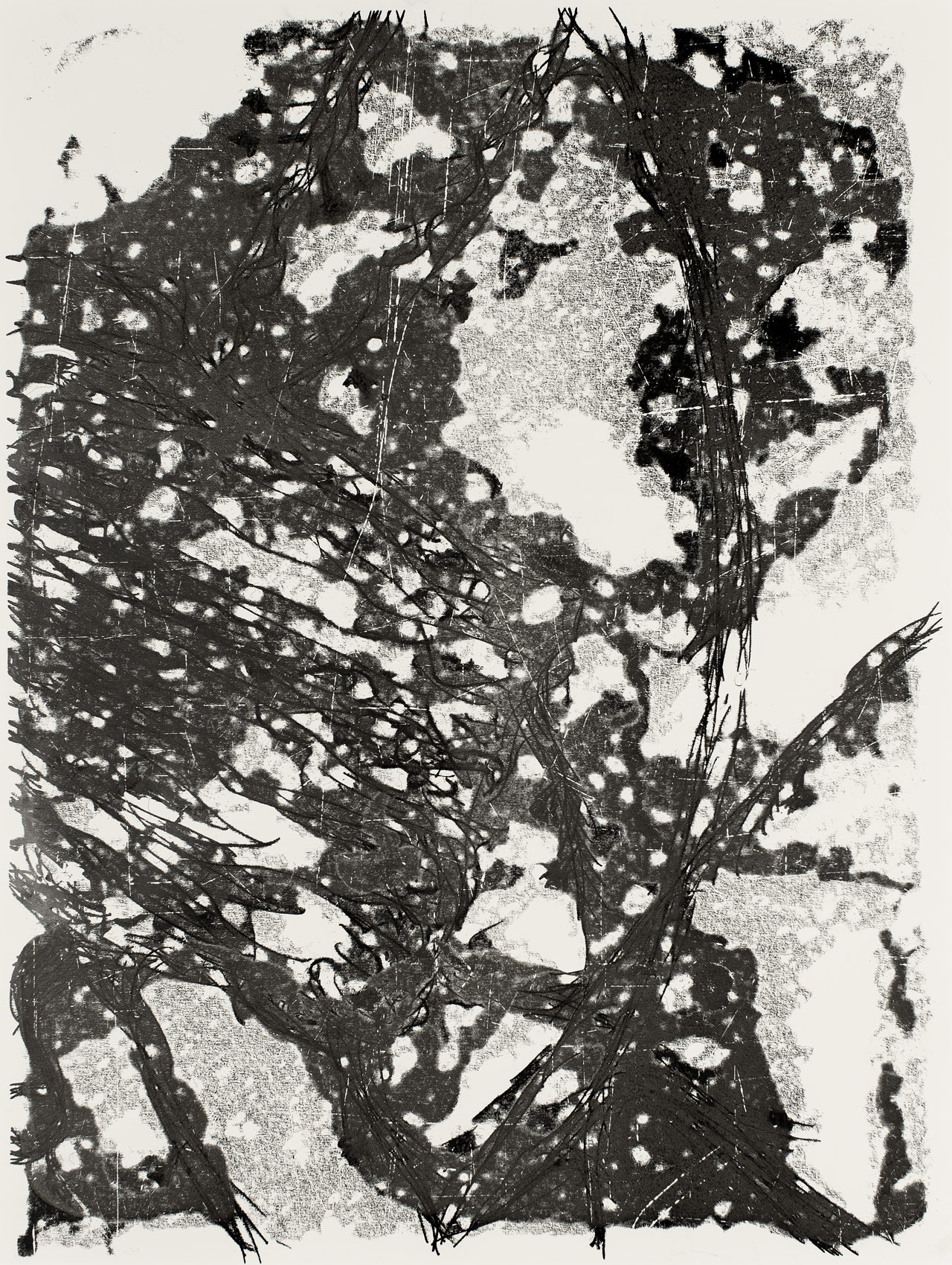 3-_RHIZOME-_--Estampe-_-Monotype-_Pascal-Demeester-