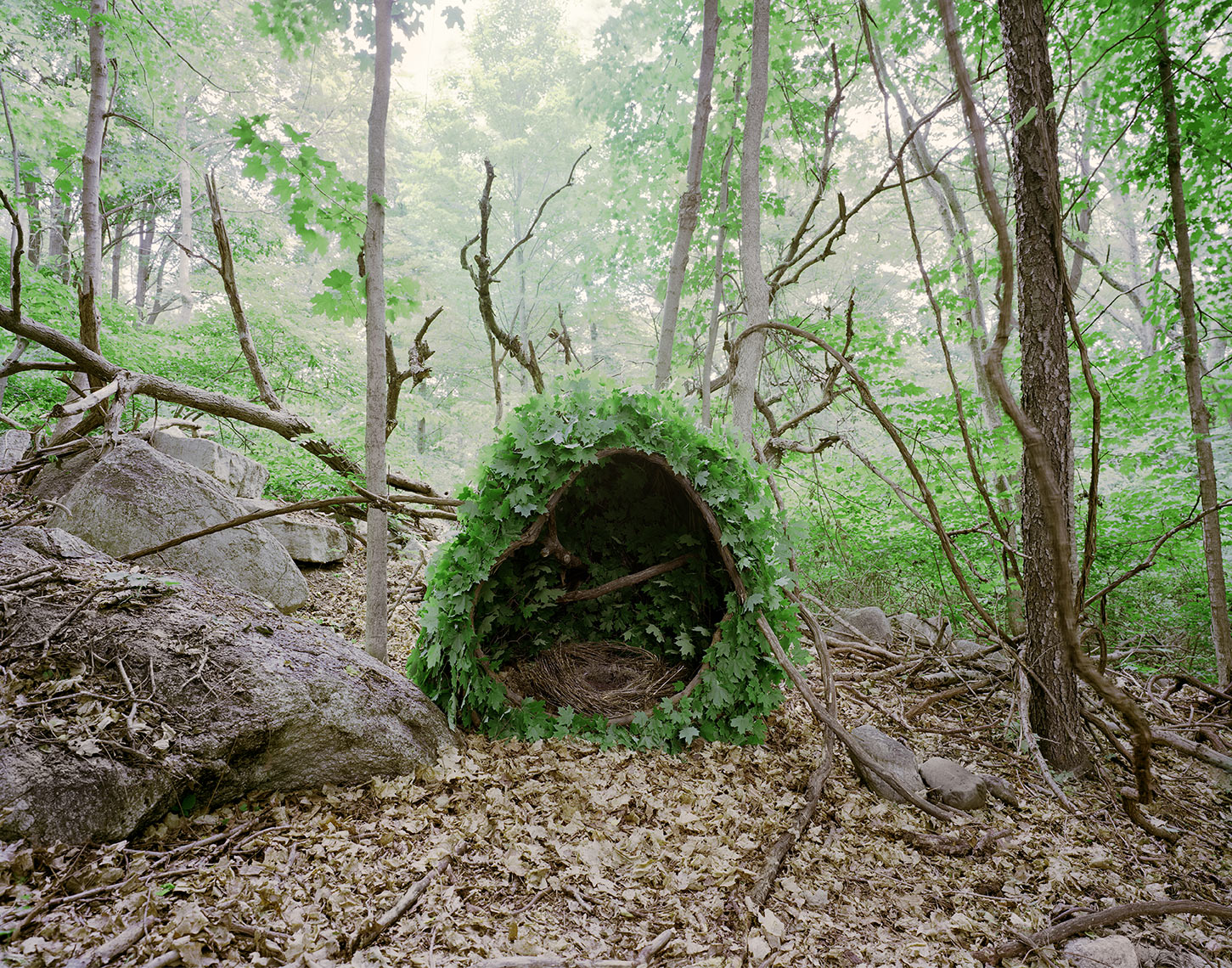  "Shelter N°PC97a", vines, leaves, built in 2015, photographed with a 4x5 large format analog camera, chromogenic paper,  55.5 x 71.5 inches  I 140.97 x 181.61 cm ©Pascal Demeester